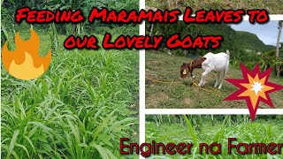 Feeding Maramais Leaves to Our Lovely Goats🦙🦙🦙🦙❤️❤️❤️  35 Days Maramais Leaves [upl. by Pam537]