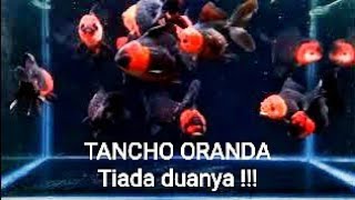 Goldfish Oranda Rosetail TANCHO [upl. by Carisa215]