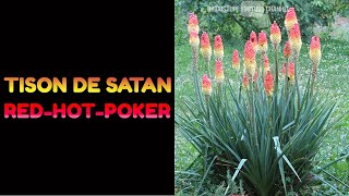 Tison de Satan  Une Plante Diablement Belle [upl. by Cooke]