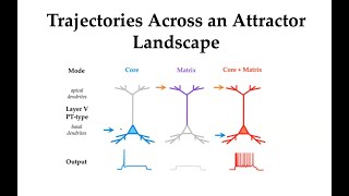 Dynamical Systems in Neuroscience 10 Mac Shine on thalamocortical circuits [upl. by Ardnoed]