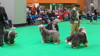 Crufts 2023  Bearded Collies [upl. by Varien]