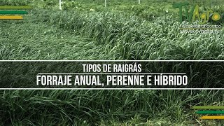 Tipos de Raigrás Forraje Anual Perenne e Híbrido  TvAgro por Juan Gonzalo Angel [upl. by Esten]