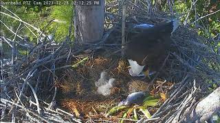 Captiva Eagle Cam 28122023 1401 [upl. by Eniladam]