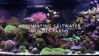 Acclimating Saltwater Mollies Part 3 [upl. by Yniatirb]