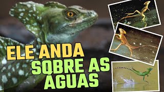 O lagarto que anda sobre as águas e não afunda curiosidadeanimal lagartos animaisincrives [upl. by Drapehs737]