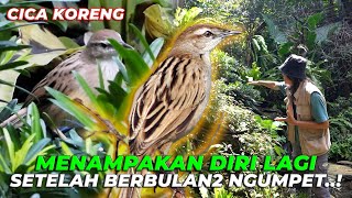 AKHIRNYA KETEMUUU❗ BURUNG YG HILANG BERBULAN2❗ [upl. by Ayiak]