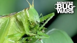 Predatory Katydid Vs Green Praying Mantis  MONSTER BUG WARS [upl. by Eineeuq]