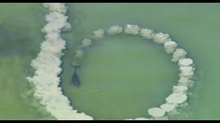 Dolphins trick fish with mud quotnetsquot  One Life  BBC [upl. by Philipson172]