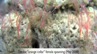 Spawning and development in Osedax boneworms Siboglinidae Annelida [upl. by Stormy]