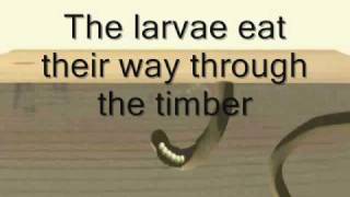 Timberwise explain the life cycle of the woodworm [upl. by Dinsmore]