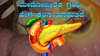 Pancreas  Pancreatitis  How to work pancreas in Kannada [upl. by Nauq]