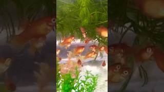 feeding live food for my platy fish [upl. by Selwin121]