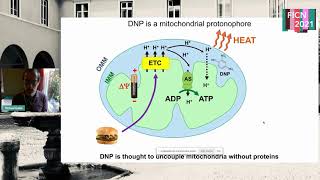 How mitochondrial uncouplers induces proton leak  Michael Grabe [upl. by Madora993]