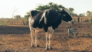 ambient realistic animal sounds cows cow videos sound effect pictures mooing video effects picture [upl. by Dewar]