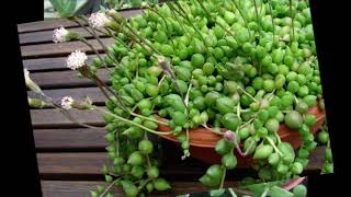 Senecio Herreianus String of Beads [upl. by Chrysler]