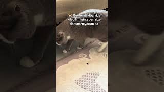 🐱 Kibar Kedinin Böcek Macerası 🐱 kedi cat tiktok shorts reals fyp beniöneçıkart fyp [upl. by Esilram]