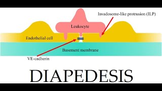 L38 Extravasation Diapedesis Understanding the Molecular Mechanisms Part 3 [upl. by Nylde307]