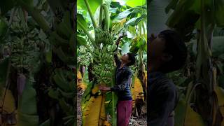 Banana fruit care in Andhra 🍌😍short [upl. by Town]