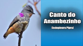 173  O Canto do ANAMBEZINHO Iodopleura pipra Bird Song  Buff Throated Purpletuft [upl. by Alberik]