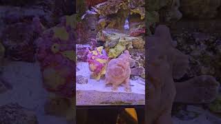 Feeding the Frogfish saltwateraquarium frogfish fishtank aquariumfish saltwaterfishtank fish [upl. by Kin]