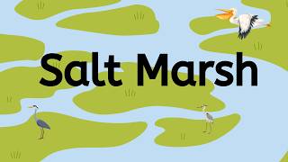 Salt Marsh [upl. by Gala]