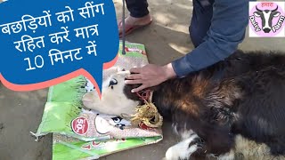 बछड़ों को सींग रोधन  हिंदी में आवाज  Calf Disbudding in Dairy Cattle [upl. by Katrina]