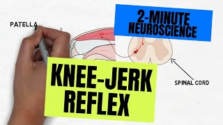 2Minute Neuroscience Kneejerk Reflex [upl. by Panter]