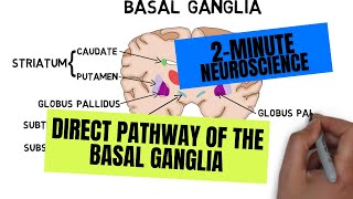 2Minute Neuroscience Direct Pathway of the Basal Ganglia [upl. by Terrill]