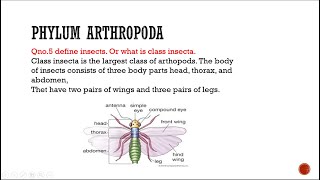 Phylum Arthropda class insecta biology entomology zoology [upl. by Dario]