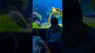 We Met CRUSH the SEA TURTLE from Finding Nemo 🐢❤️familyvlog disney familyfun [upl. by Ragland]