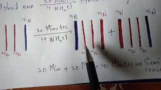 messelson and stahl experiment [upl. by Braden]