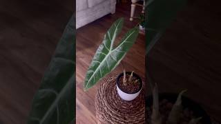 Open Alocasia Leafplants plantlife alocasia growth [upl. by Mcknight]