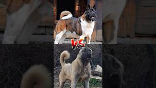 Wolf dog VS Kangal Mastiff VS Pitbull shorts [upl. by Samalla]