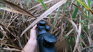 Ive Never Seen a Pig Do This Pigging the Sugarcane [upl. by Raseac658]