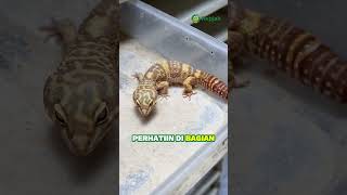 Ini dia cara bedain gecko jantan dan gecko betina udah pada tau belum ♂️♀️🦎 leopardgecko repjak [upl. by Gnouv]