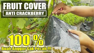 CARA MEMBUAT FRUIT COVER ANTI CRACKBERRY PECAH BUAH ANGGUR Hanya Dengan Bahan Polybag [upl. by Starr645]