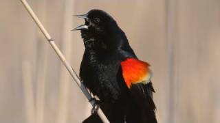 How Nature Works Redwinged Blackbird Display [upl. by Tinya]