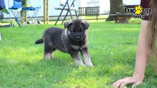 Norwegian Elkhound [upl. by Ressan860]