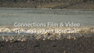 Turnagain Arm Bore Tide [upl. by Binetta]