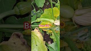 horta youtubeshorts agro hortacaseira coisadaroça vidanaroça hortaorganica plantas shorts [upl. by Sivlek]