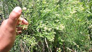 Capital Naturalist Horseweed  Mares tail [upl. by Asiuol]