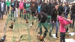 Gamefowl show Jan 26 2013 [upl. by Selmore]