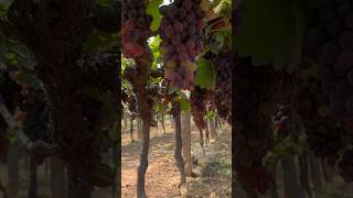 Grape festival in Hyderabad  Grape Research Centre Rajendranagar [upl. by Moretta]