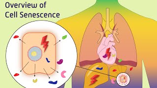 Overview of Cell Senescence [upl. by Analahs756]