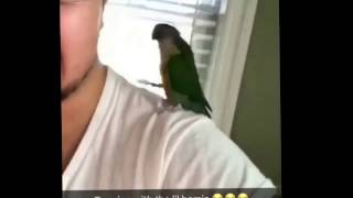 Green Cheek Conures are known to dance to the music and show rhythm [upl. by Akcebar384]