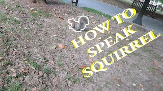 SQUIRREL LANGUAGE FOR BEGINNERS [upl. by Ailama]