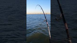 Nice Striped Bass On shorts [upl. by Curtis]