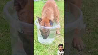 Belgian malinois dive training smartdogs dog belgianmalinois doglover cute shorts [upl. by Eenobe]