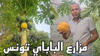 طريقة قطف فاكهة البابايا والتعرف على موعد نظجها Récolte de papaye fruits [upl. by Anirrok800]