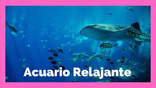 Peces en Acuario Para Gatos Relajante  Relajar a tu Gato  Acuario para Dormir con Sonido de Agua [upl. by Ahseined]